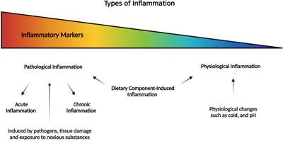 Dietary Component-Induced Inflammation and Its Amelioration by Prebiotics, Probiotics, and Synbiotics